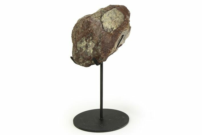 Fossil Ornithischian Dinosaur Vertebra with Metal Stand - Colorado #354331